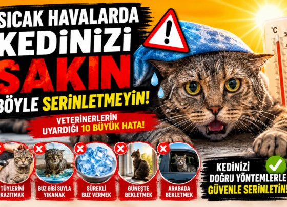 Sıcak havada kedinizi serinletmenin yanlış yolları