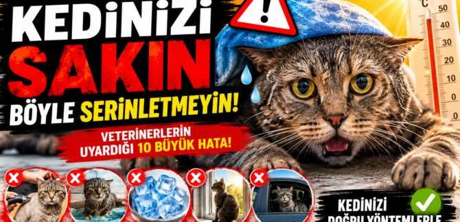 Sıcak havada kedinizi serinletmenin yanlış yolları